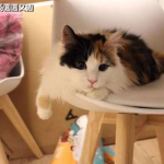 三花猫的两个老公娱乐吃瓜酱,两个老公的娱乐吃瓜日常