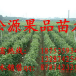 今日苗木求购信息,热门品种及价格一览