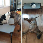 娱乐吃瓜酱狗狗打猫咪,娱乐吃瓜酱现场直播